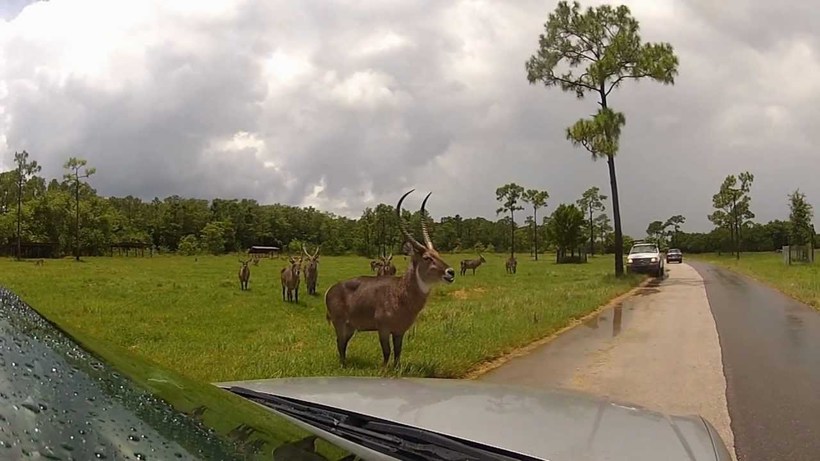 Lion Country Safari