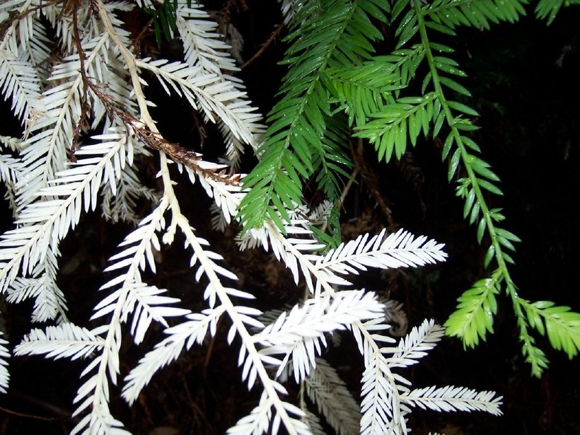 Секвойя-альбинос